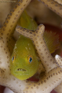 Yellow hairy goby with parasite in the mouth. by Iyad Suleyman 